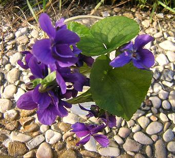 violette31